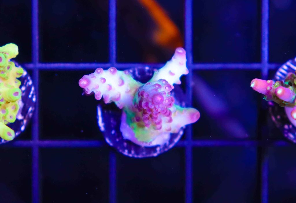 Frag Box Corals