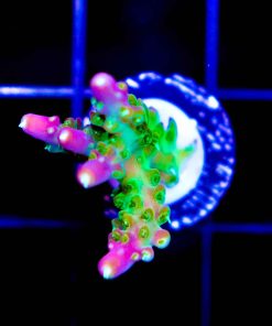 Reef Raft Rainbow Loom