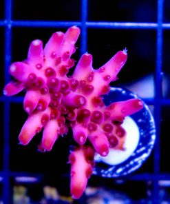 Reef Raft Twizzler