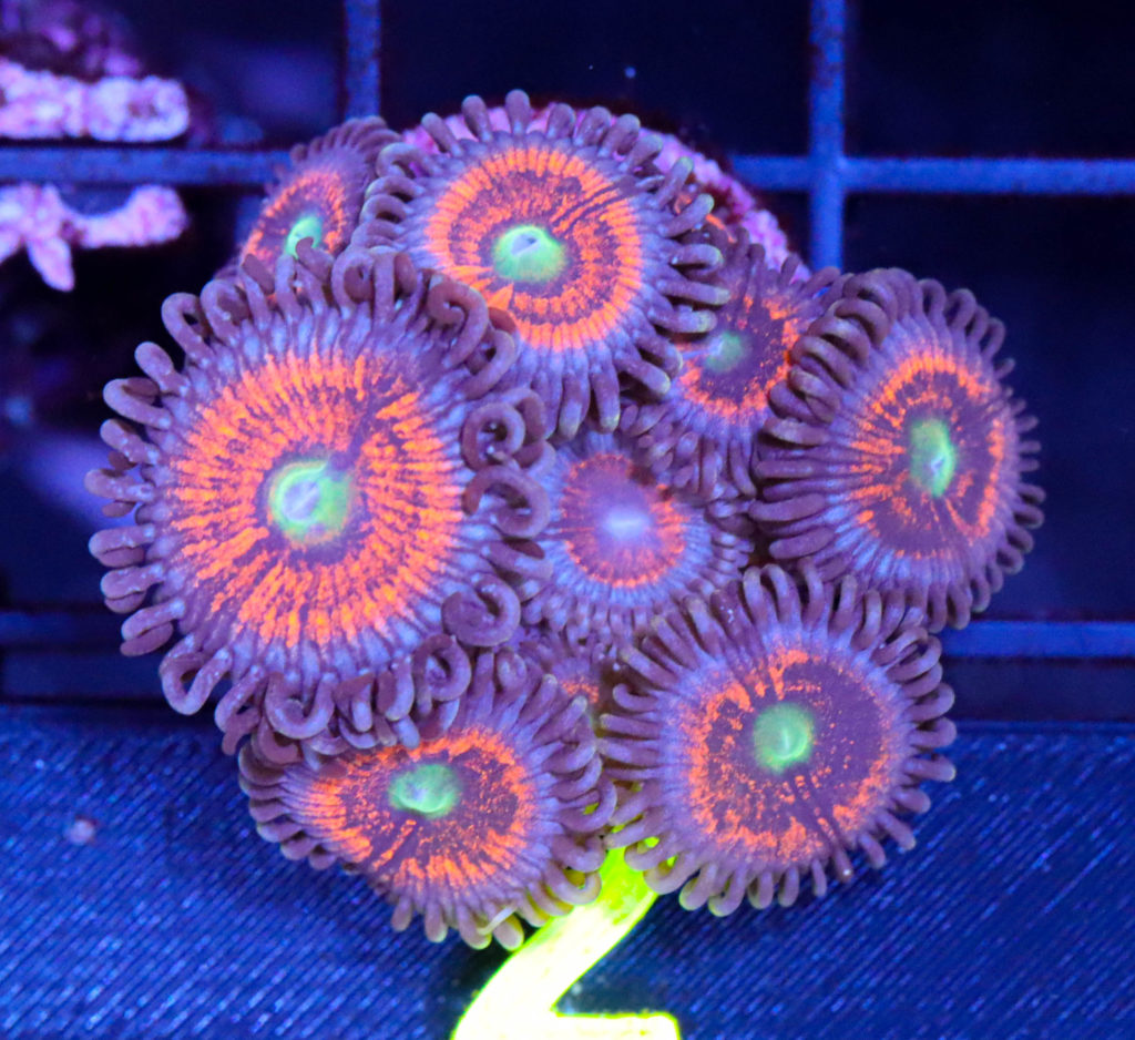 Frag Box Corals