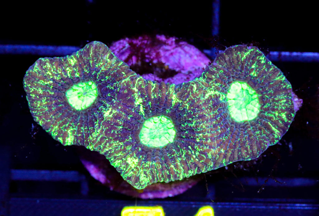 Frag Box Corals
