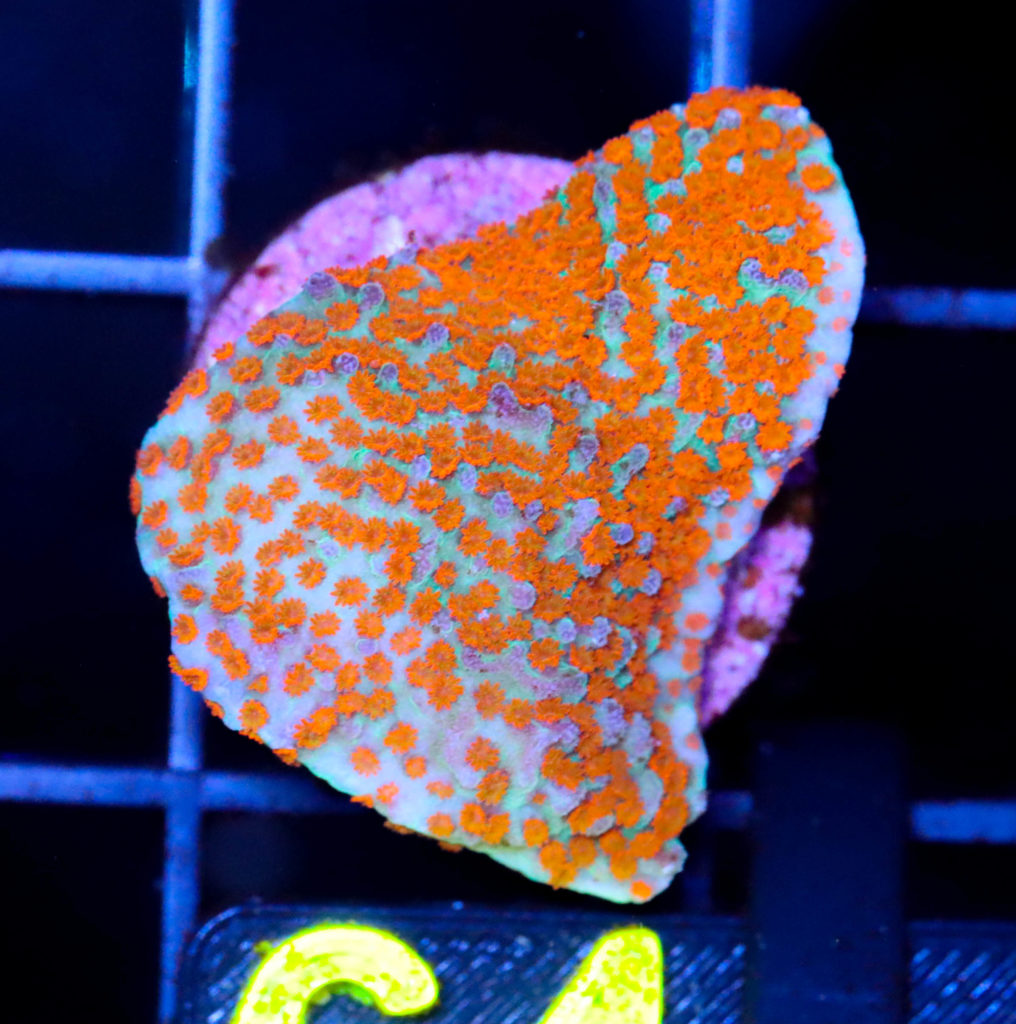 Frag Box Corals