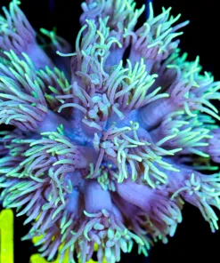 Australian Flowerpot Coral