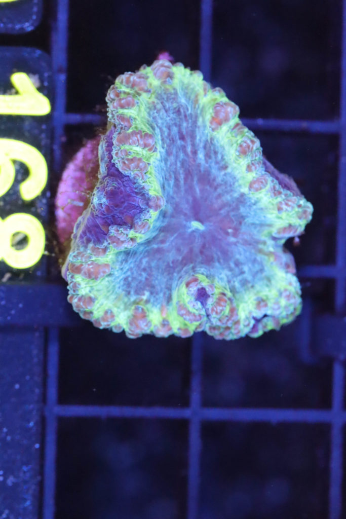 Frag Box Corals