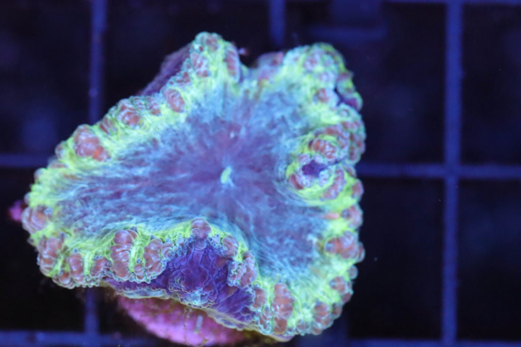 Frag Box Corals