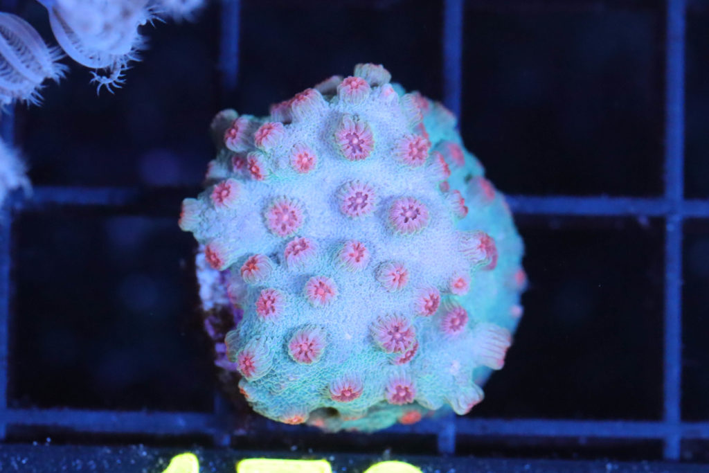 Frag Box Corals