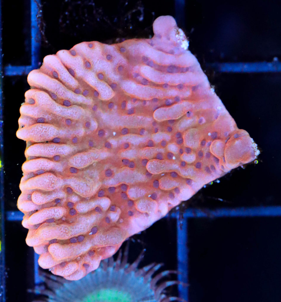Frag Box Corals