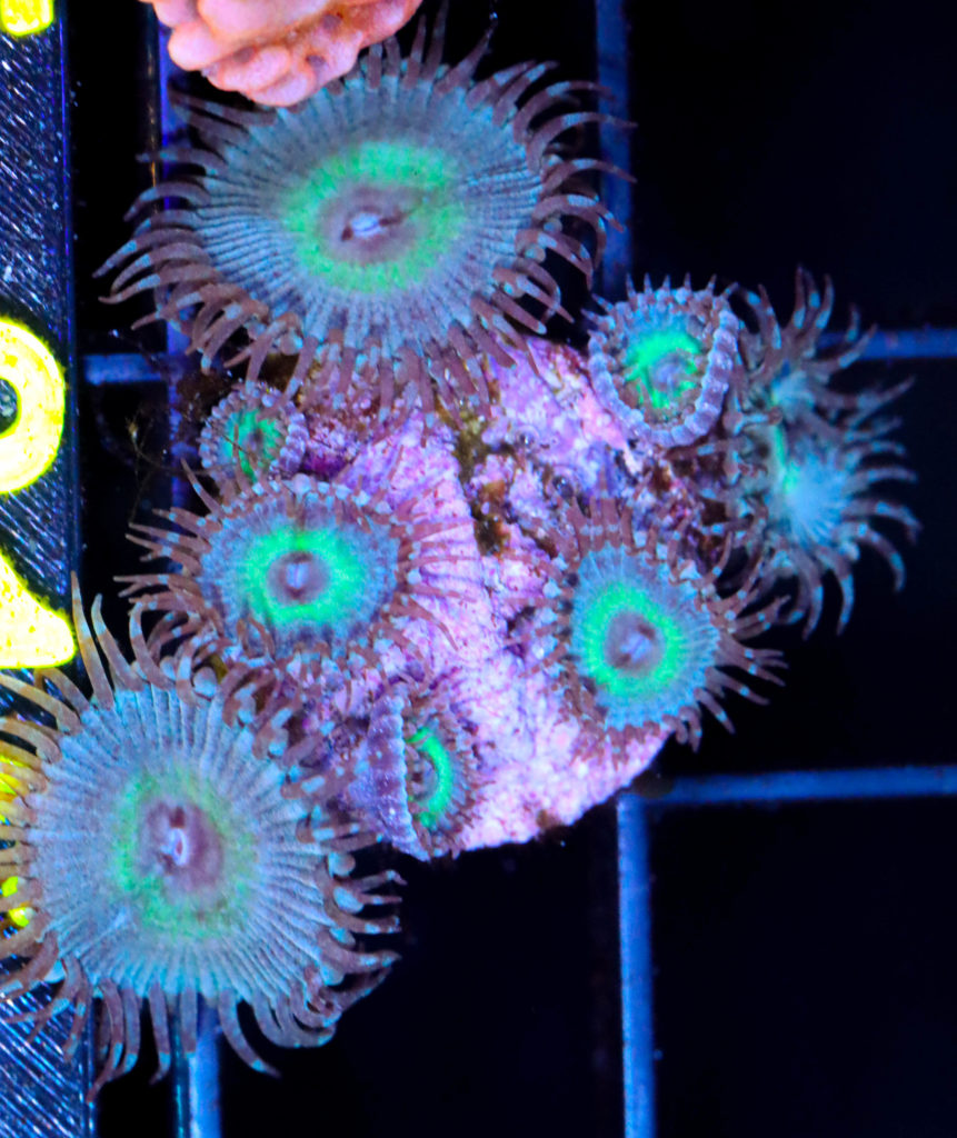 Frag Box Corals