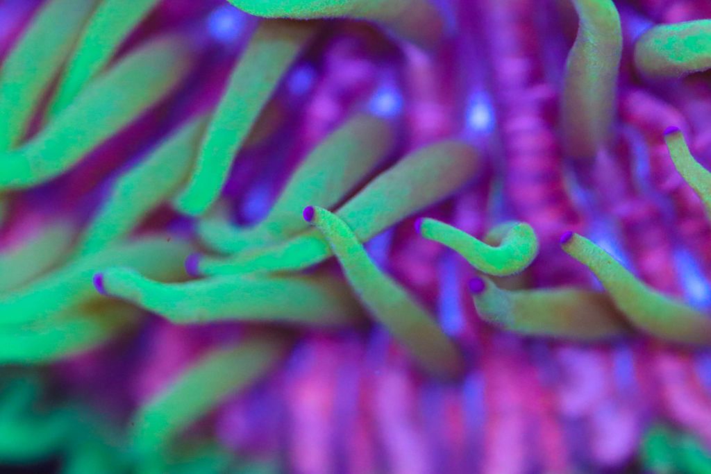 Frag Box Corals