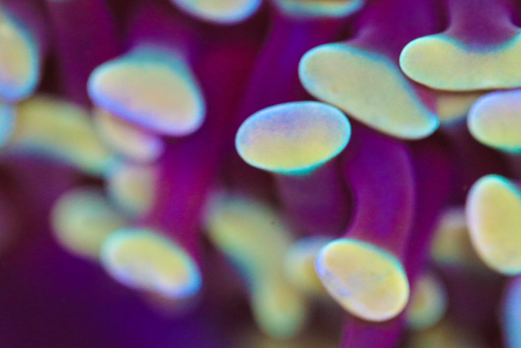 Frag Box Corals