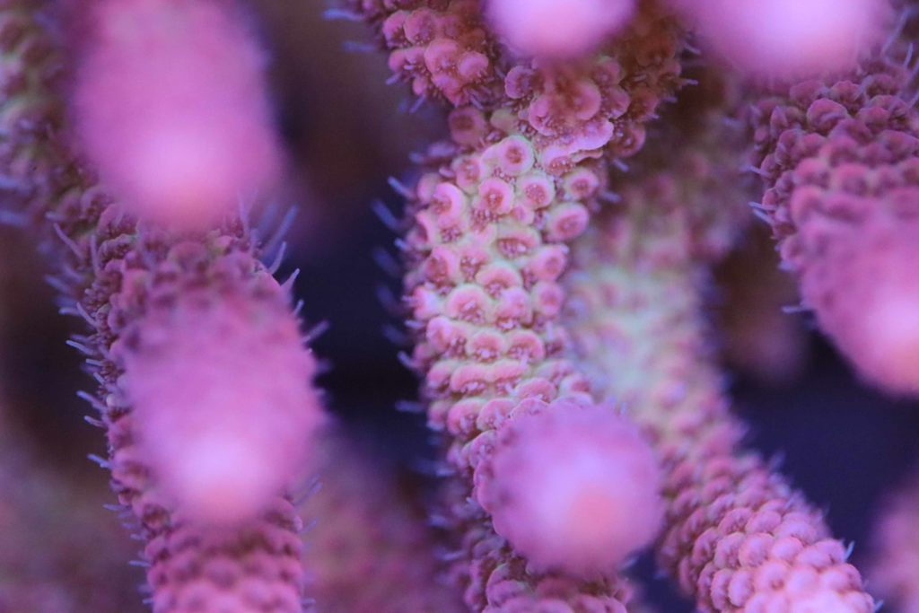 Frag Box Corals