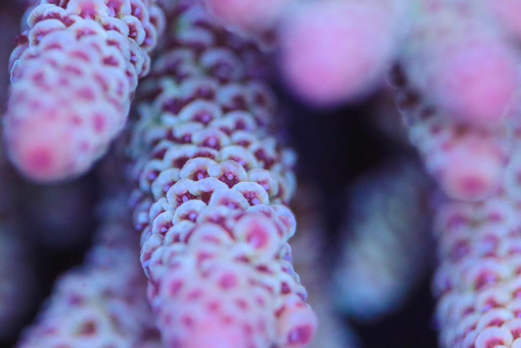 Frag Box Corals