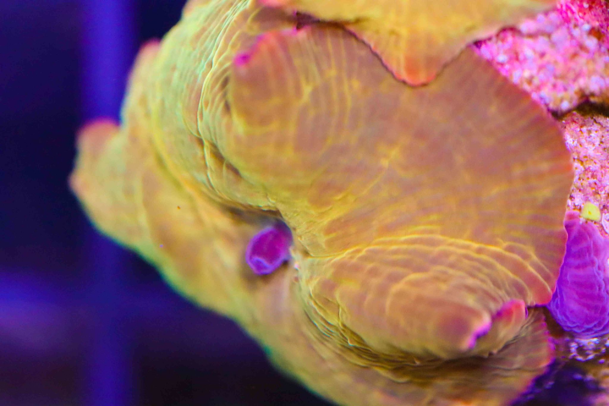 Iron Man Mushrooms Frag Box Corals