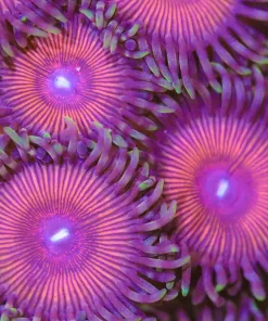 Armor Of God Zoas