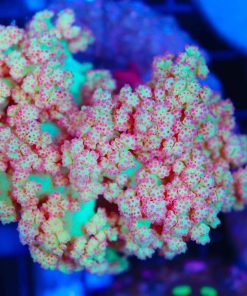 Carnation Coral