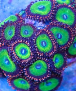 Candy Apple Red Zoanthids