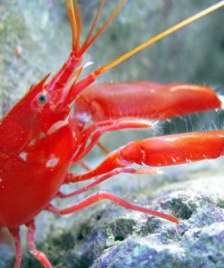 Japanese Red Pistol Shrimp *RARE*
