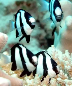 zebra damsel (pick up only) invert row - bunker 1