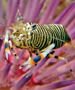 Bumblebee Shrimp (Tiny! ) (Invert Row 4 - Bunker 2) *max 1 per order*