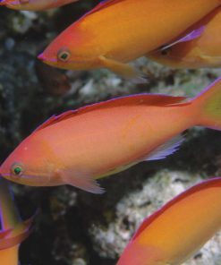 Dispar Anthias