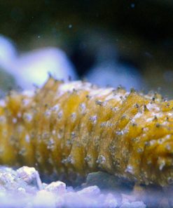 Sand Sifting Sea Cucumber