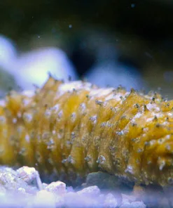 Sand Sifting Sea Cucumber