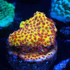 Frag Box Corals