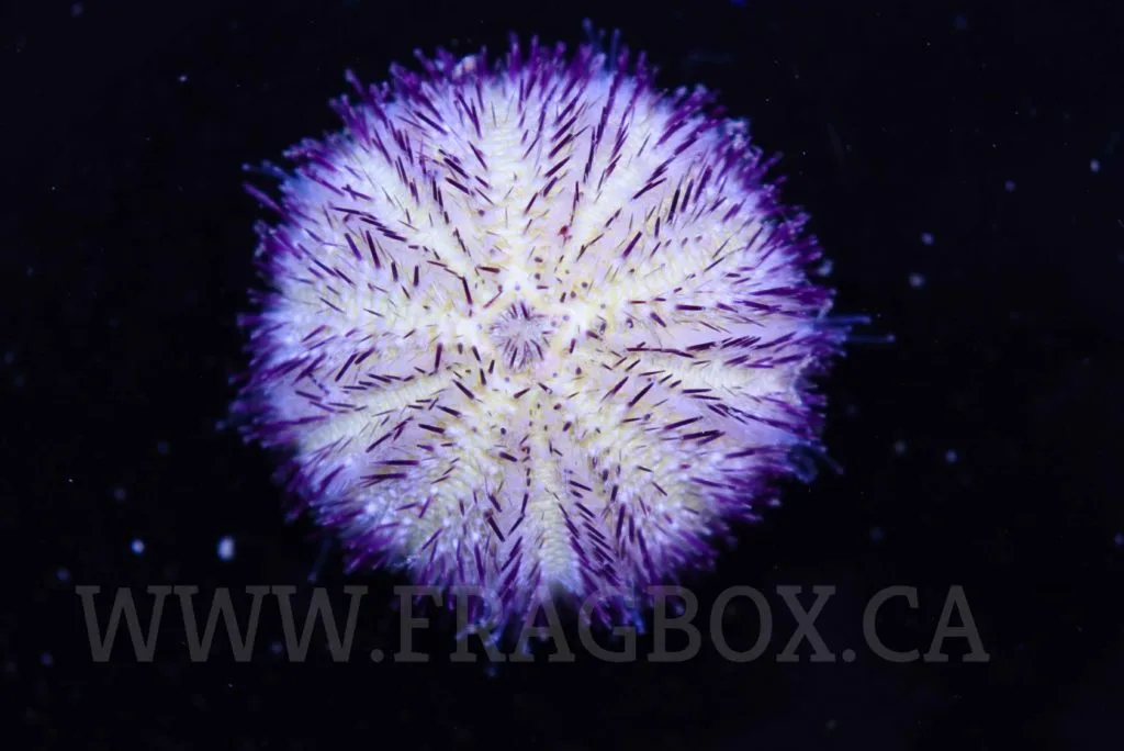 Frag Box Corals