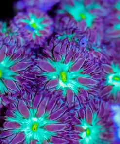 Blastomussa Merletti Frag