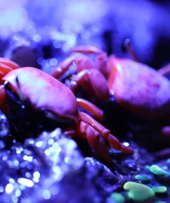Red Fiddler Crab