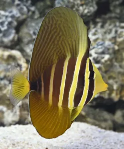Medium Sailfin Tang *quarantined * in our sump tanks system for 3 years PICK UP ONLY