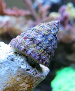 Spiny Trochus Snails