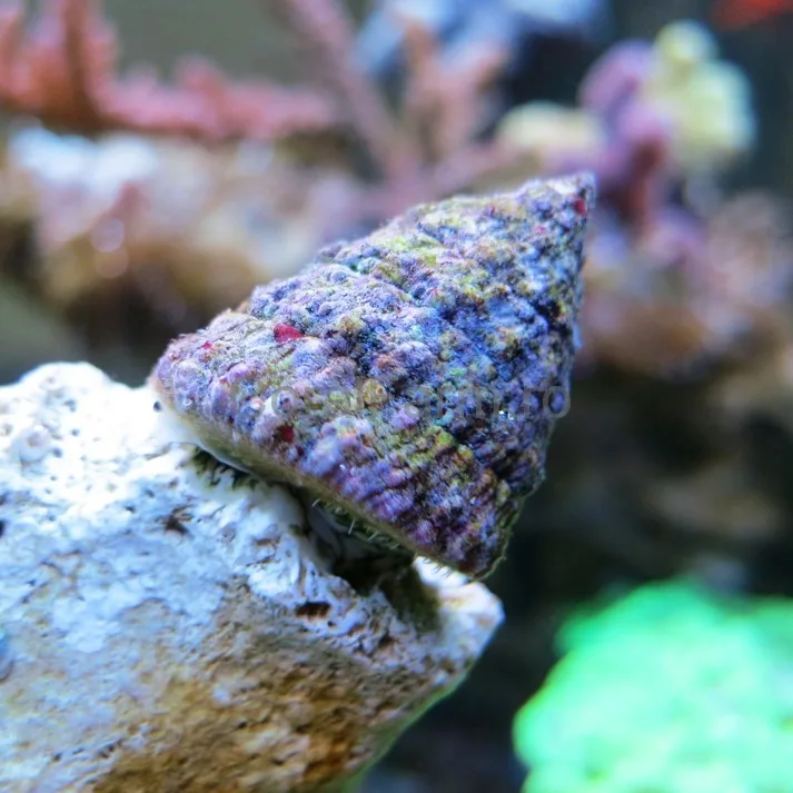 Tectus_fenestratus_melc_