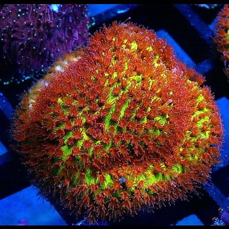 Frag Box Corals