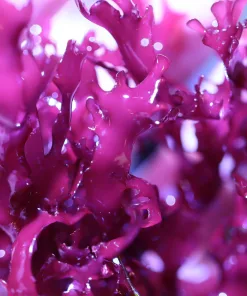 Dragon's Tongue Macro Algae