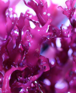  TruBlu Supply Live Saltwater Coral Frag - Dragons Breath Tongue  Macro Algae - 1 inch,TBSLSP1050 : Pet Supplies