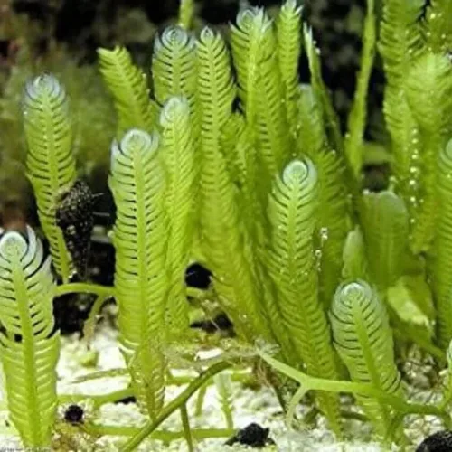 Feather Caulerpa
