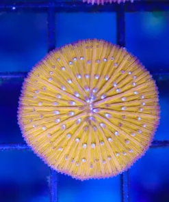 Orange Plate Coral