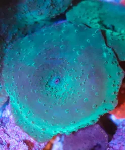Green Mushroom Coral
