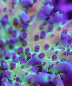 Miyagi Tortusa Frag *EASY To keep sps species*- 1'' Frag - Row A10:B