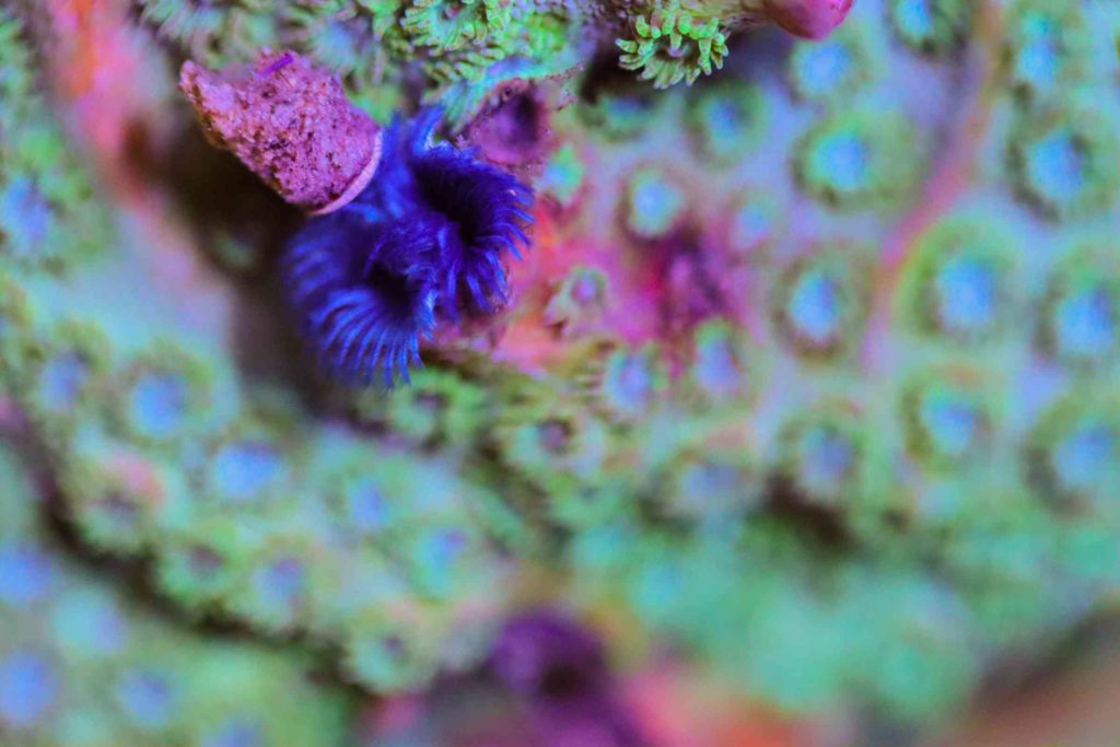 Frag Box Corals