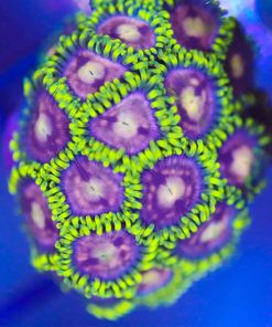 Victoria's Secret Zoanthid