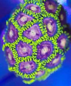 Victoria's Secret Zoanthid