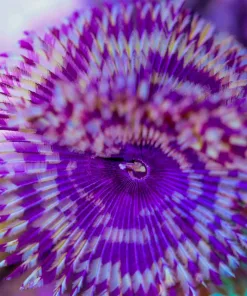 Hawaiian Feather Dusers