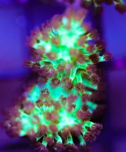 Dr Fuzzy Nepthea Leather (Row #56B)