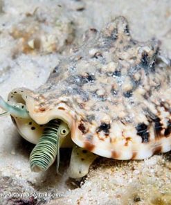 Zebra Conch