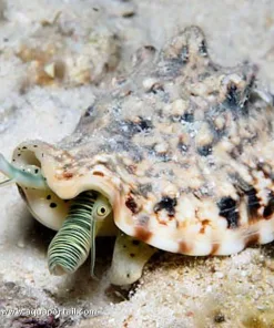 Zebra Conch