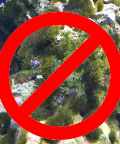 Hair Algae Clean Up Crew Pack