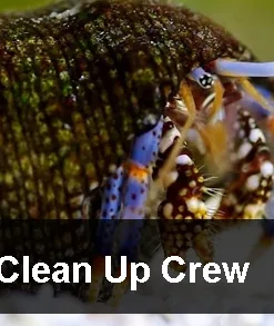 10 Gallon Clean Up Crew Pack