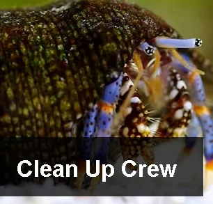 clean-up-crew-canada